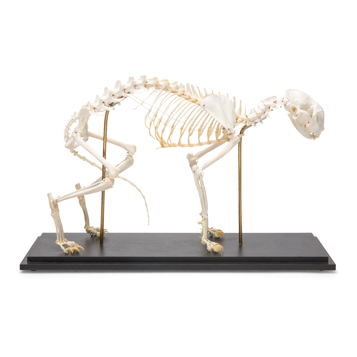 Skelet kat model (Felis catus), Specimen