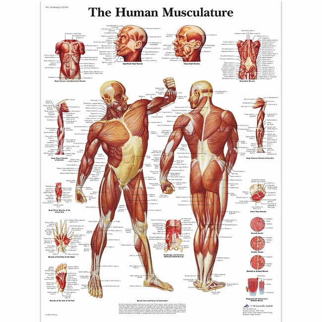 Anatomie poster spieren