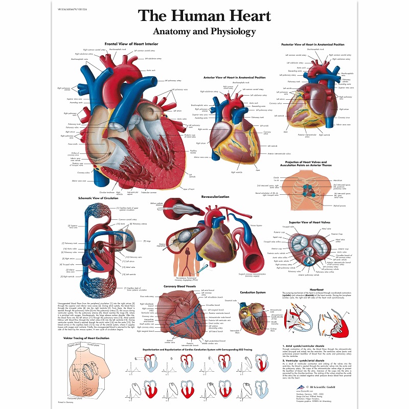 Anatomie poster menselijk hart