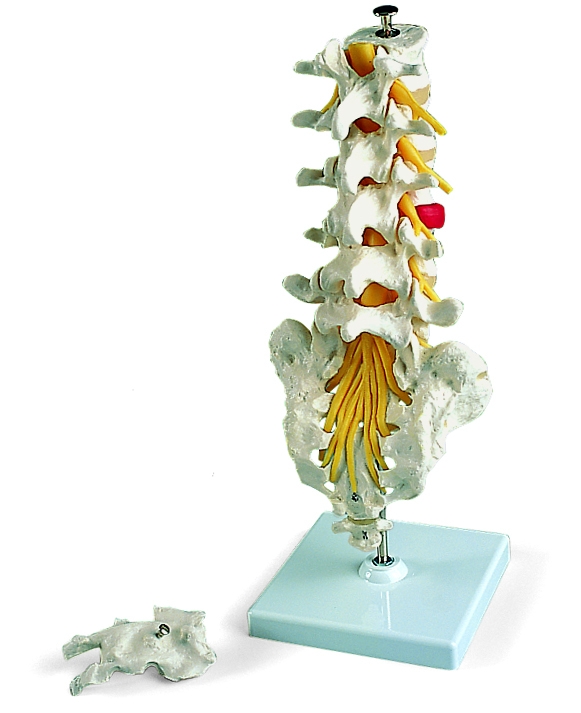 Wervelkolom en Wervels