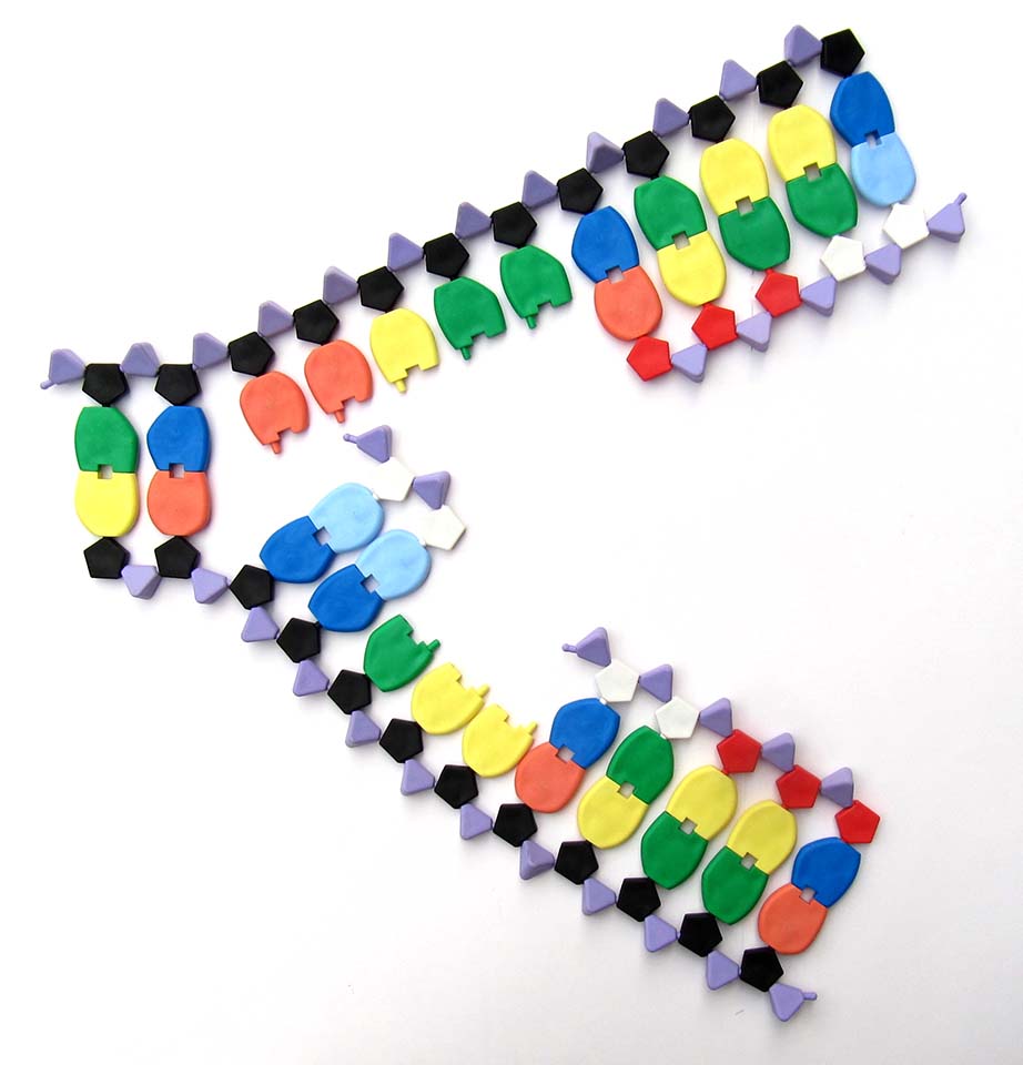 Molymod genetica puzzels